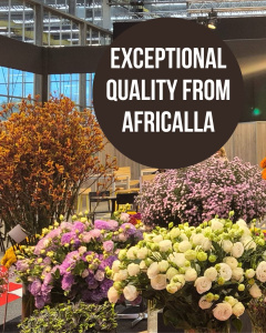 Exceptional quality from Africalla