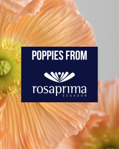 New Poppies from leading Ecuadorian grower