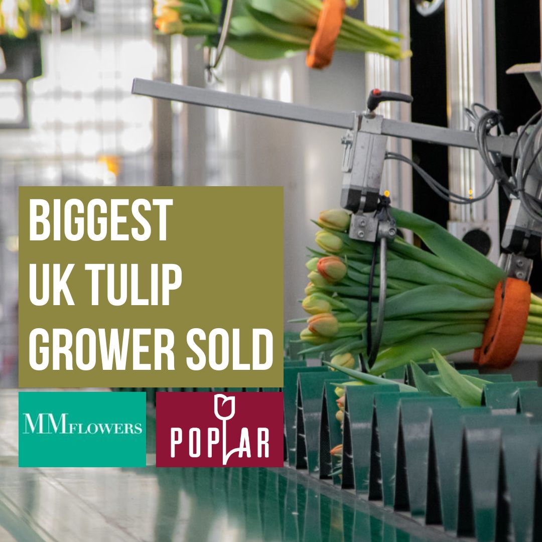 Acquisition gives MM dominant role in Tulips