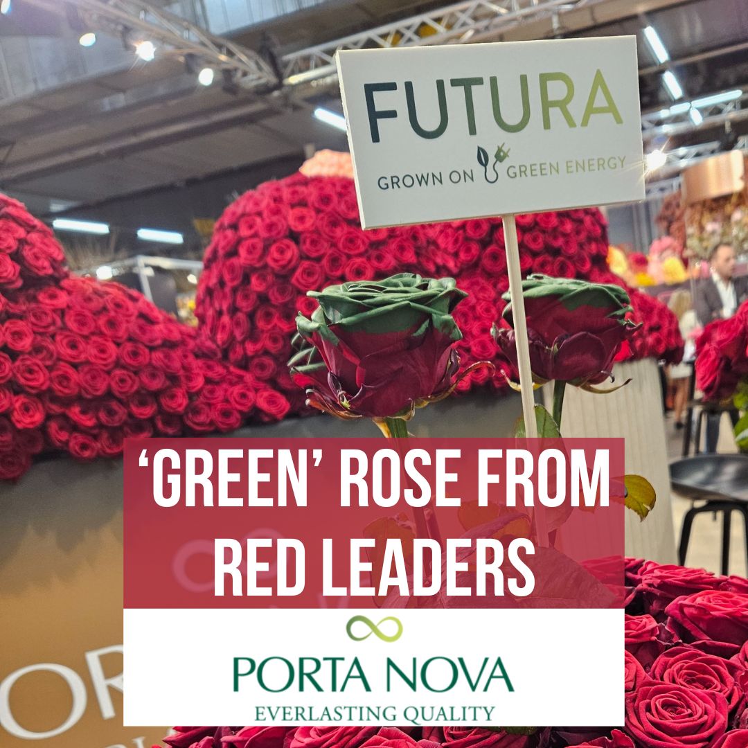 Lowest carbon footprint roses from Porta Nova