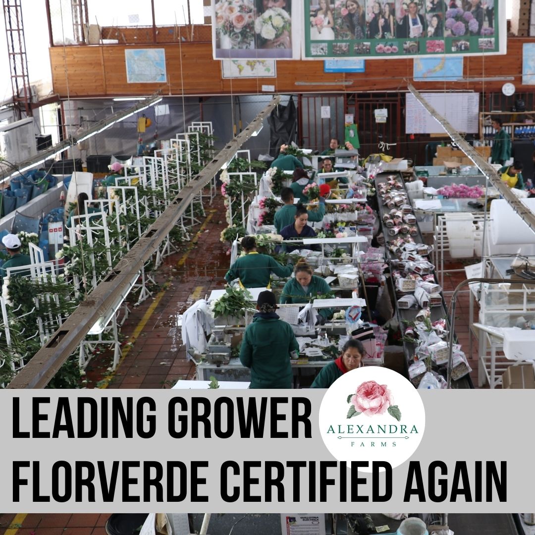 Alexandra Farms gains Florverde Certification