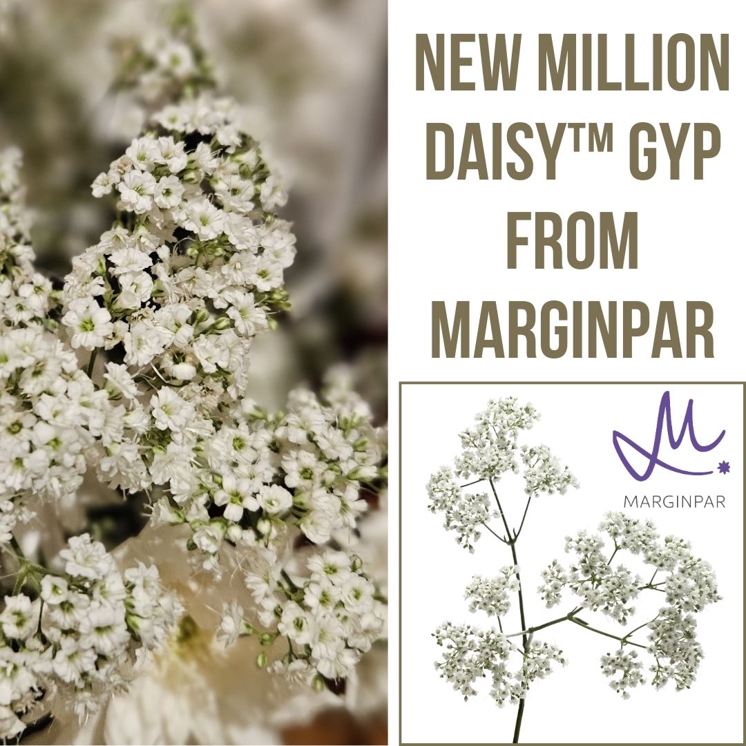 New Million Daisy Gyp from Marginpar