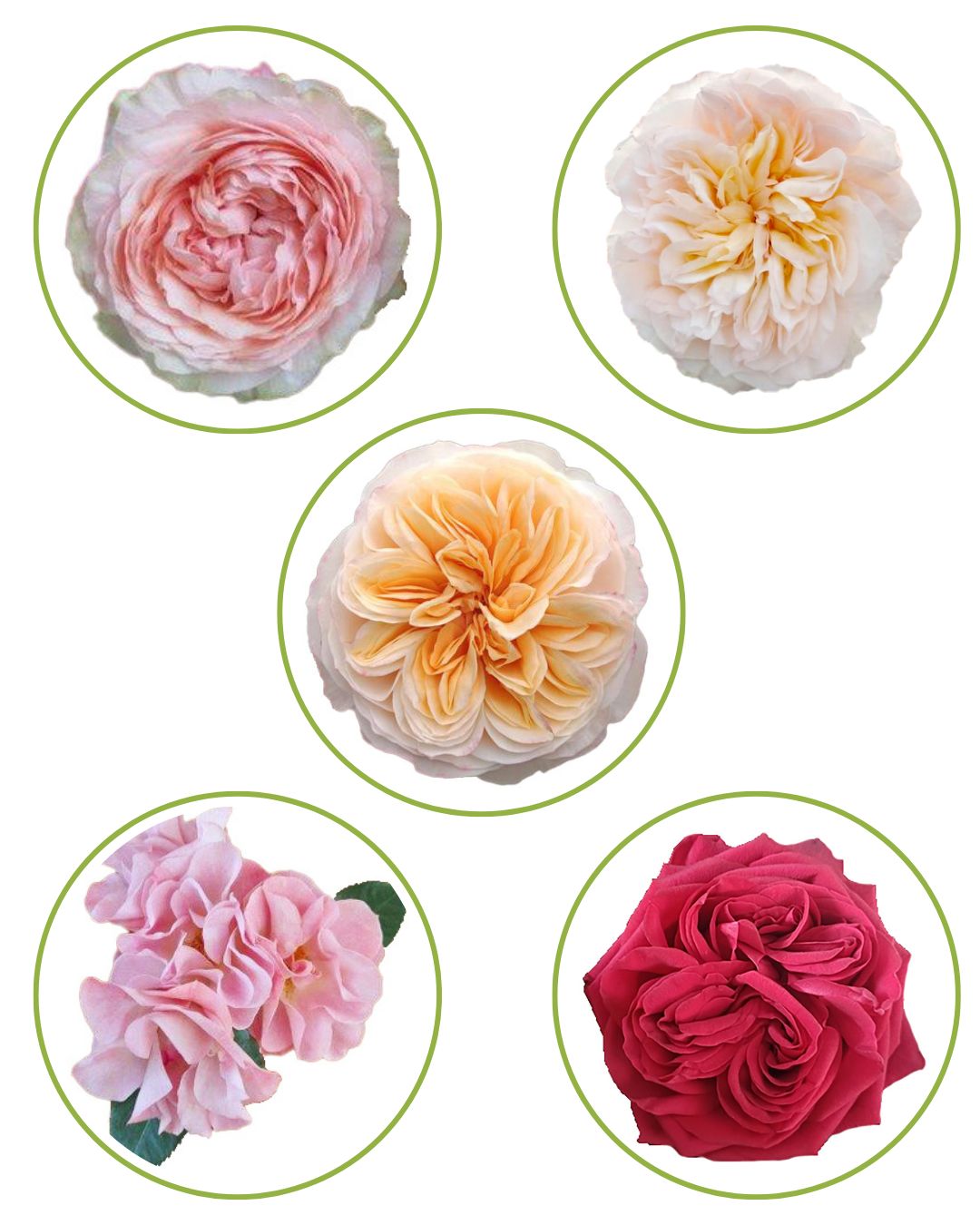 Alexandra Farms New Roses 1