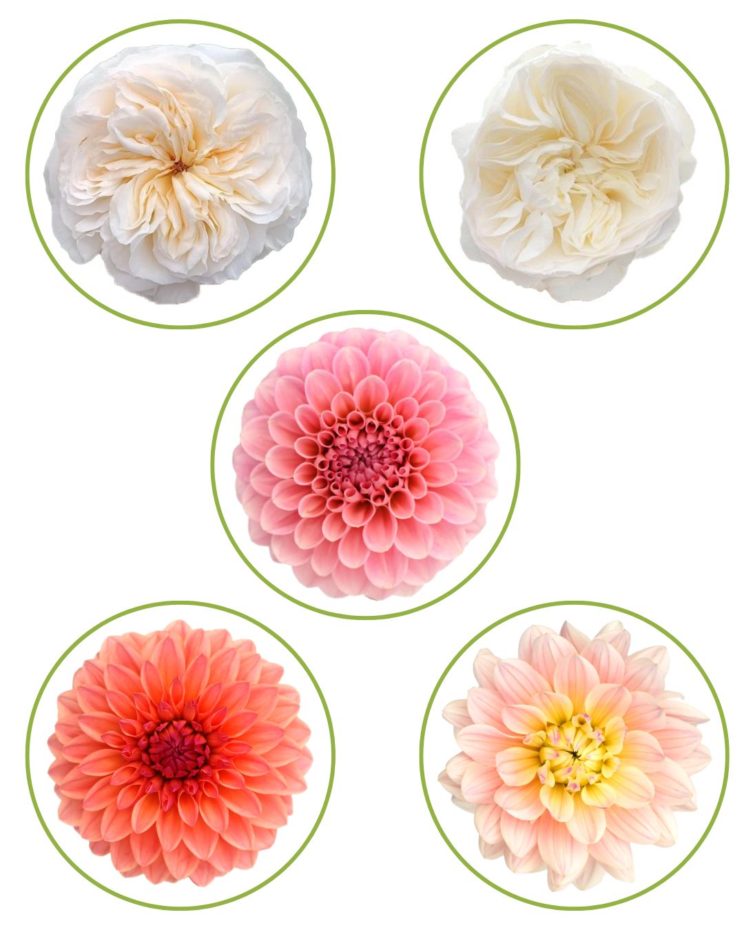 Alexandra Farms new rose 2