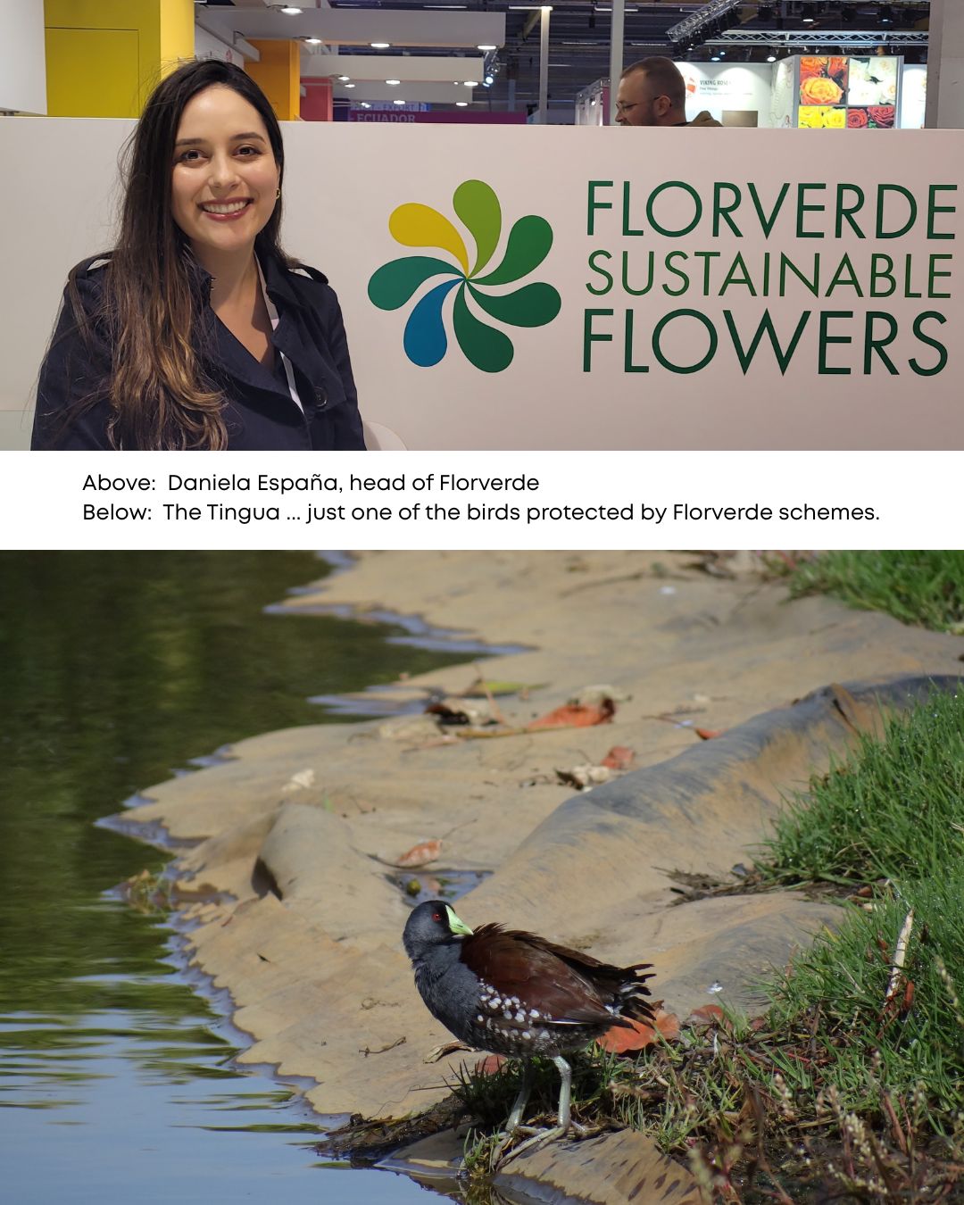 Florverde in Equador Body