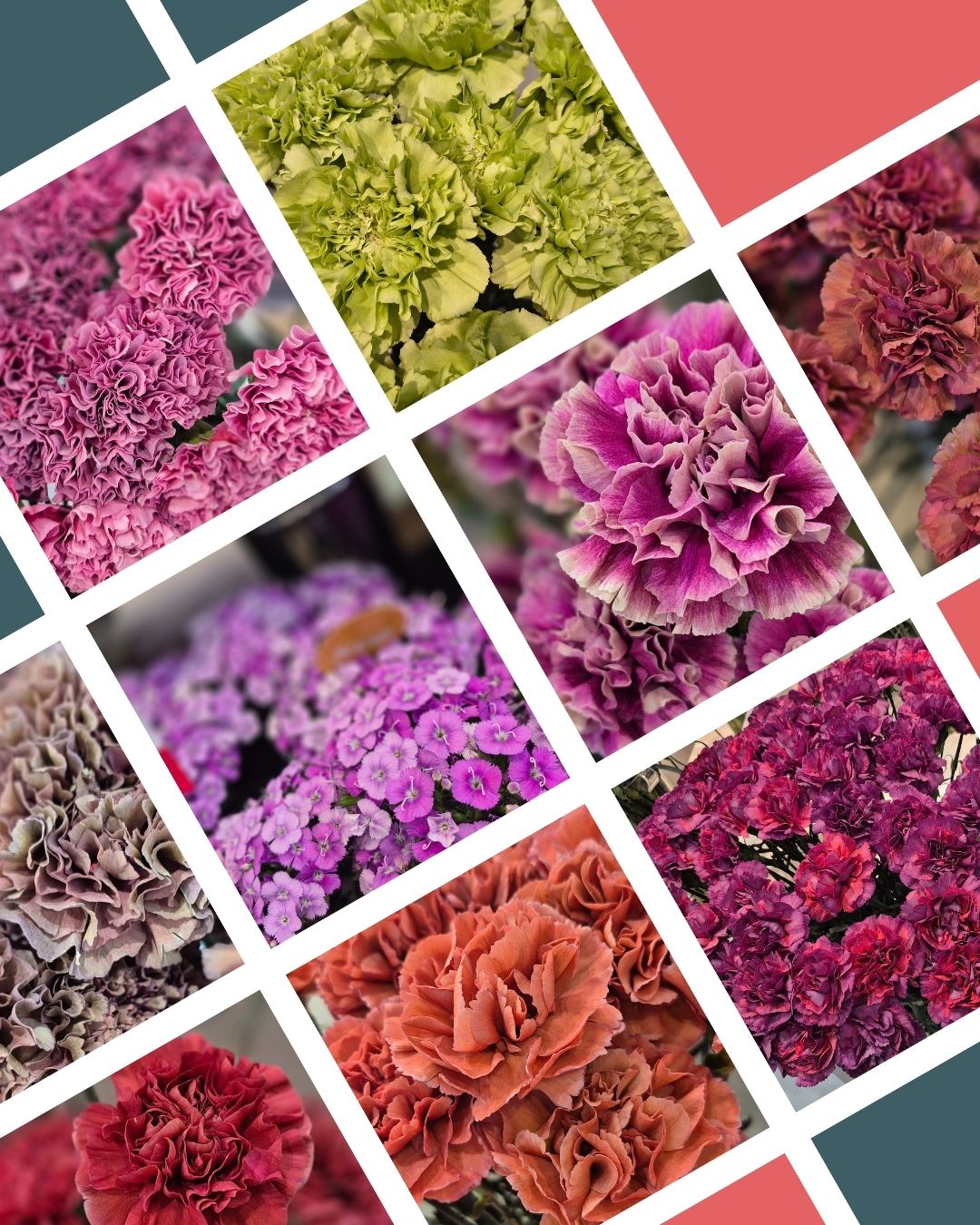 Dianthus Land BC 1