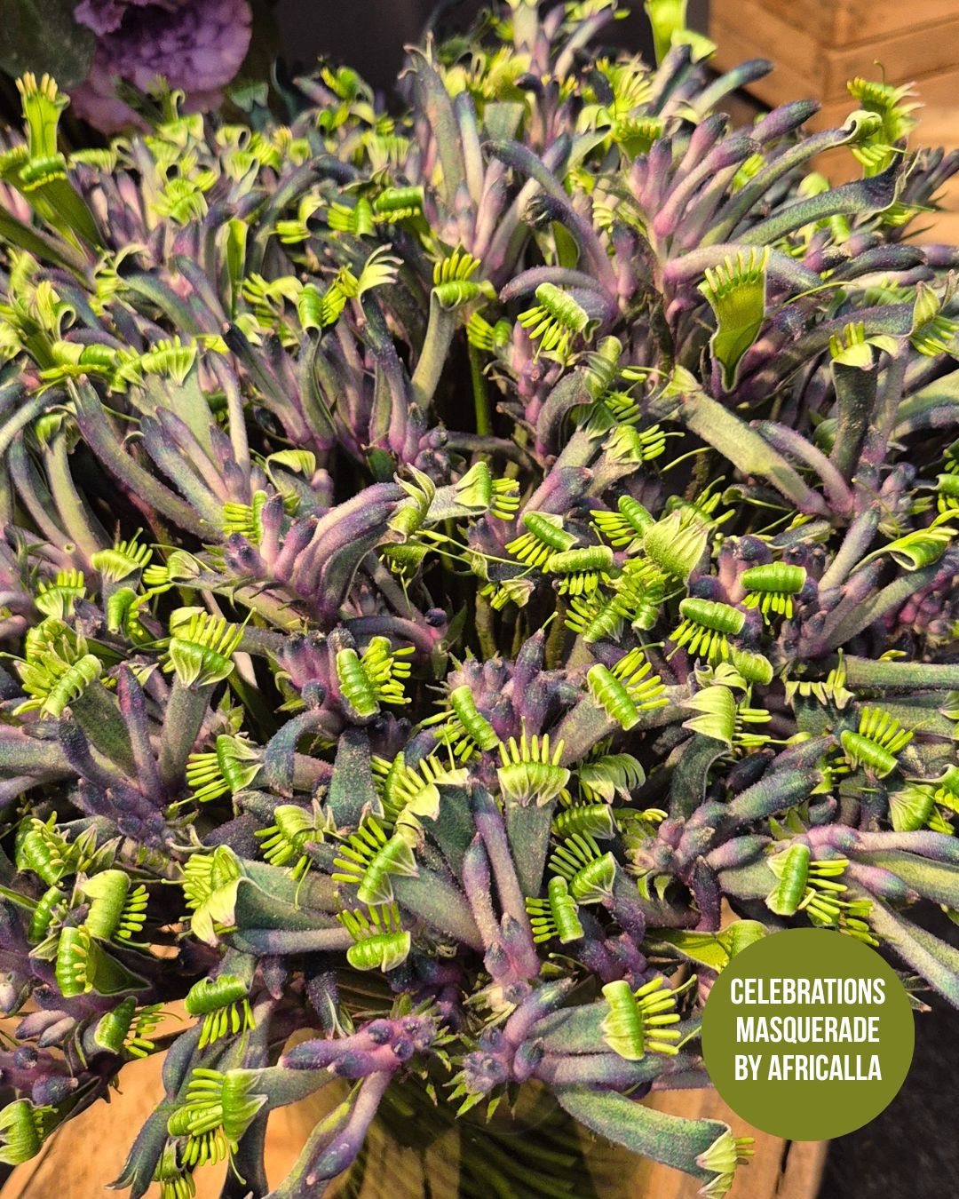 Celebrations Masquarade