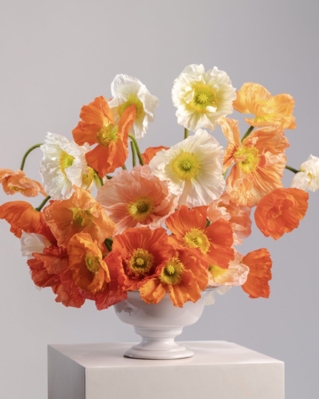 Rosaprima poppies BC