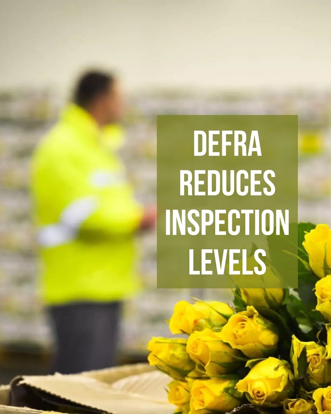 DEFRA policy change may help flower imports