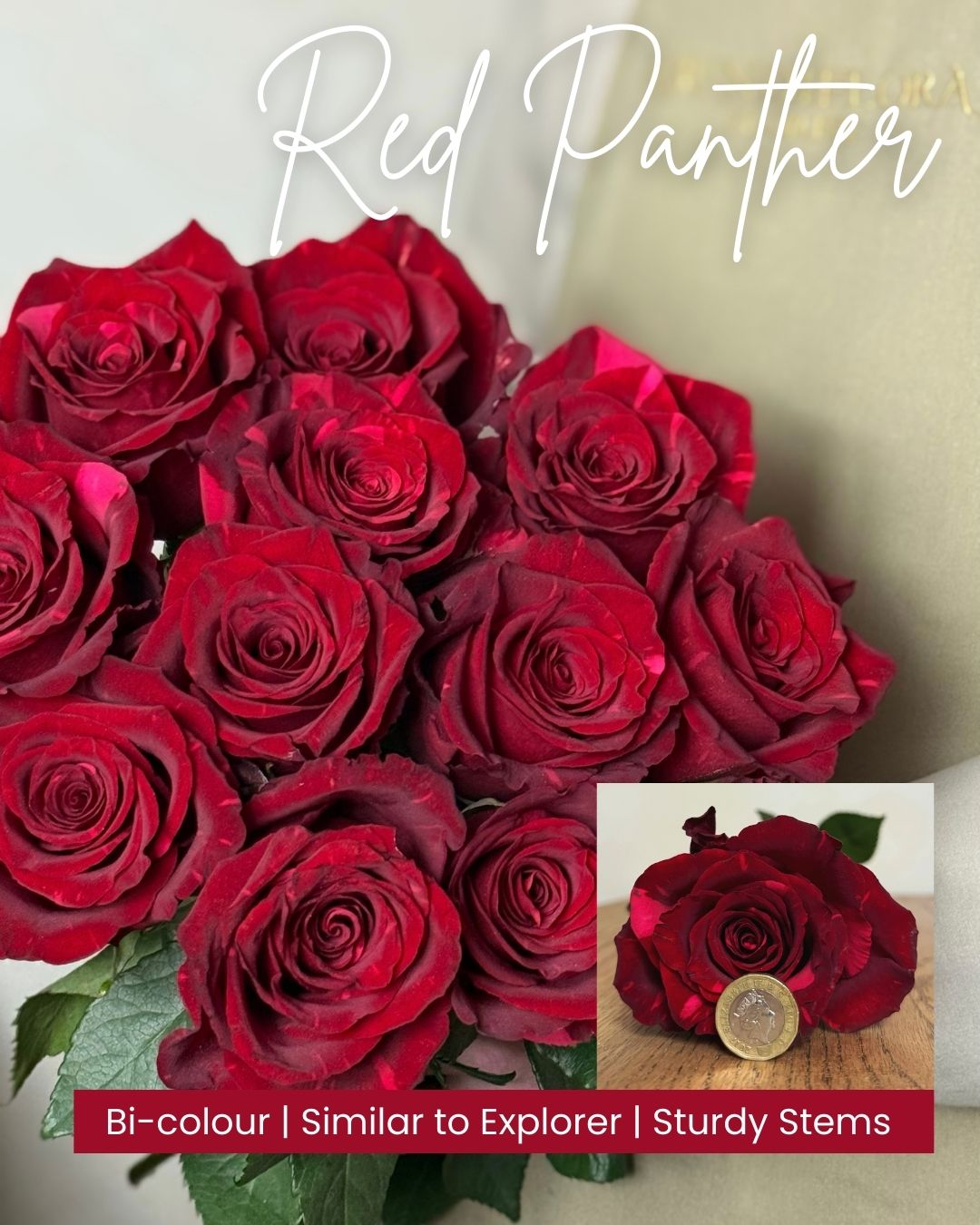 4 Red Panther Head and bunch