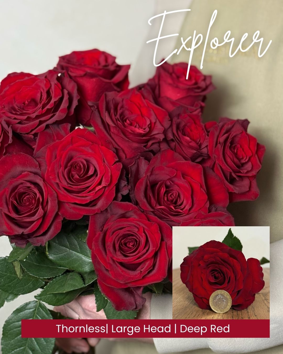 6 Explorer Head and bunch