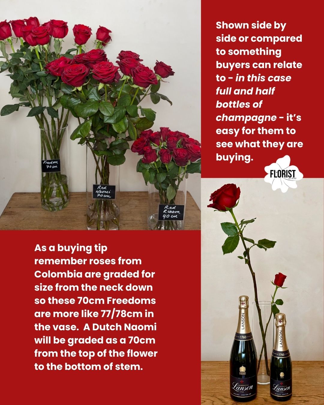 Show the size BC shot